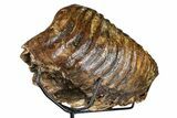 Woolly Mammoth Lower M Molar with Stand - North Sea Deposits #370336-5